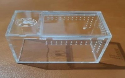 PAKET BUNDLING UNTUK PEMULA UKURAN TARANTULA SLING (BABY TARANTULA)